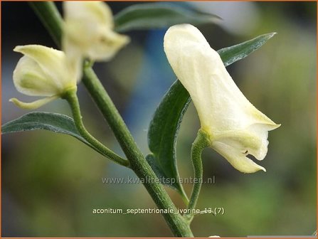 Aconitum septentrionale 'Ivorine' | Monnikskap | Eisenhut