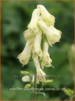 Aconitum septentrionale &#039;Ivorine&#039; | Monnikskap | Eisenhut