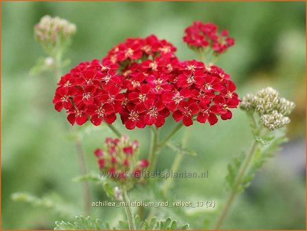 Achillea millefolium &#039;Red Velvet&#039; | Duizendblad | Gew&ouml;hnliche Schafgarbe