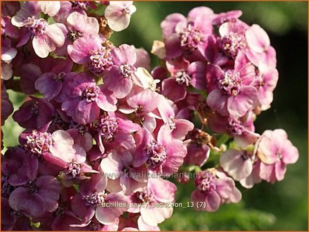 Achillea &#039;Saucy Seduction&#039; | Duizendblad