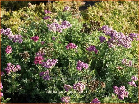 Achillea &#039;Saucy Seduction&#039; | Duizendblad