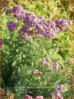 Achillea &#039;Saucy Seduction&#039; | Duizendblad