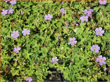 Geranium 'Sweet Heidy' | Ooievaarsbek