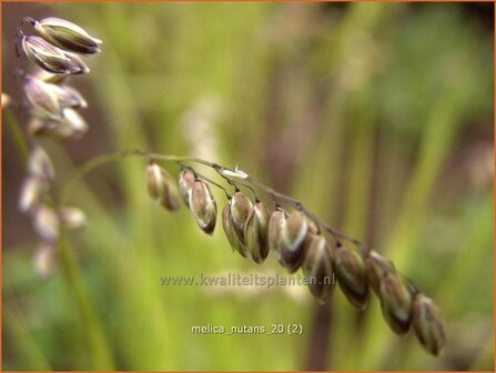 Melica nutans | Knikkend parelgras