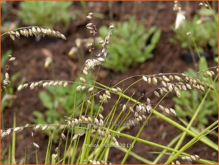Melica nutans | Knikkend parelgras