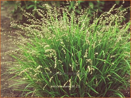 Melica nutans | Knikkend parelgras