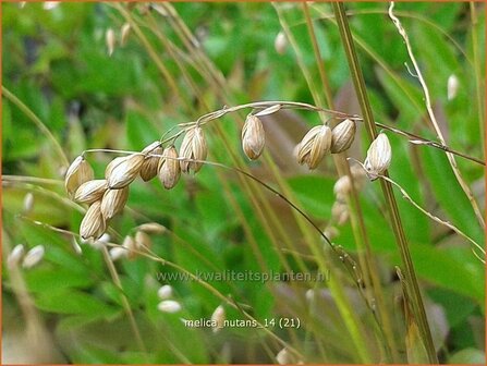 Melica nutans | Knikkend parelgras