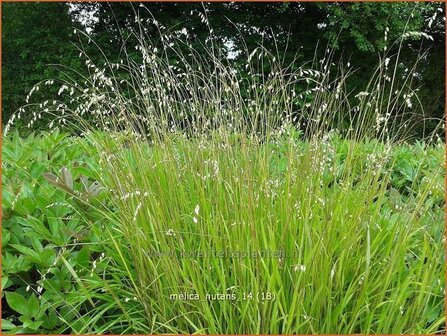 Melica nutans | Knikkend parelgras