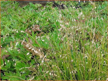 Melica nutans | Knikkend parelgras