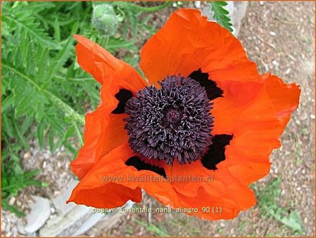 Papaver orientale &#039;Nana Allegro&#039; | Oosterse papaver, Oosterse klaproos