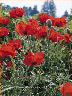 Papaver orientale &#039;Nana Allegro&#039; | Oosterse papaver, Oosterse klaproos