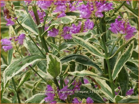 Physostegia virginiana &#039;Variegata&#039; | Scharnierbloem