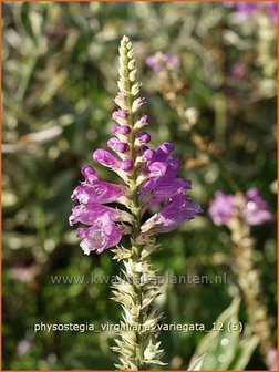 Physostegia virginiana &#039;Variegata&#039; | Scharnierbloem, Scharnierplant