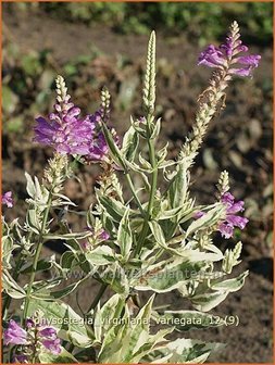 Physostegia virginiana &#039;Variegata&#039; | Scharnierbloem, Scharnierplant