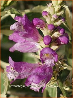 Physostegia virginiana &#039;Variegata&#039; | Scharnierbloem, Scharnierplant