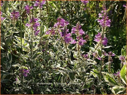 Physostegia virginiana &#039;Variegata&#039; | Scharnierbloem, Scharnierplant