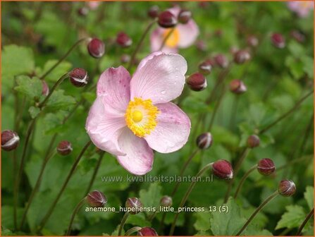 Anemone hupehensis 'Little Princess' | Anemoon, Herfstanemoon, Japanse anemoon