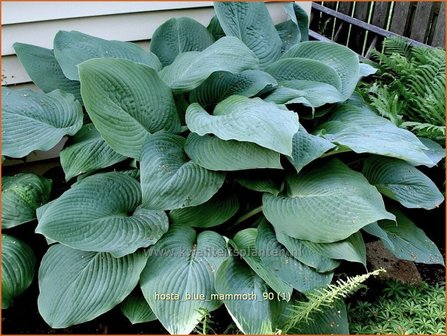 Hosta &#039;Blue Mammoth&#039; | Hosta, Hartlelie, Funkia