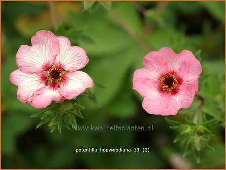 Potentilla hopwoodiana | Ganzerik | Hybrid-Fingerkraut