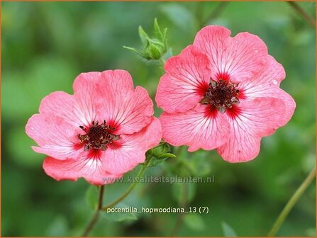 Potentilla hopwoodiana | Ganzerik | Hybrid-Fingerkraut