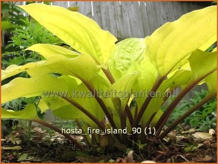 Hosta 'Fire Island' | Hartlelie, Funkia