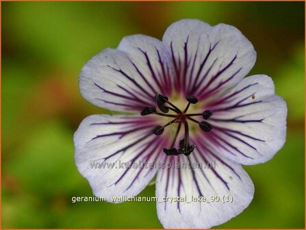 Geranium wallichianum &#039;Crystal Lake&#039; | Ooievaarsbek