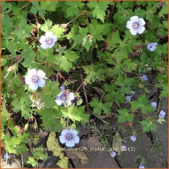 Geranium wallichianum &#039;Crystal Lake&#039; | Ooievaarsbek