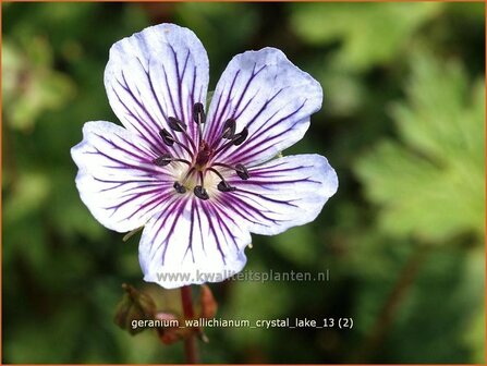 Geranium wallichianum &#039;Crystal Lake&#039; | Ooievaarsbek