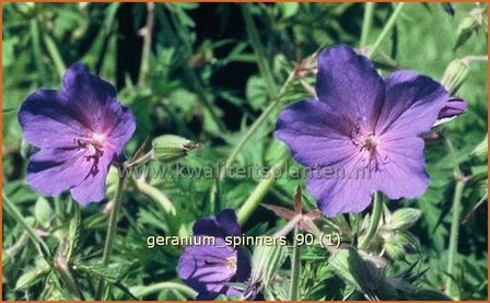 Geranium &#039;Spinners&#039; | Ooievaarsbek, Tuingeranium | Storchschnabel