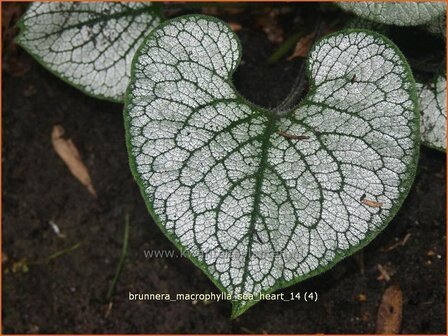 Brunnera macrophylla &#039;Sea Heart&#039; | Kaukasische vergeet-mij-nietje