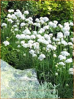 Armeria maritima &amp;#39;Armada White&amp;#39; | Engels gras | Strand-Grasnelke