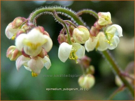 Epimedium pubigerum | Elfenbloem