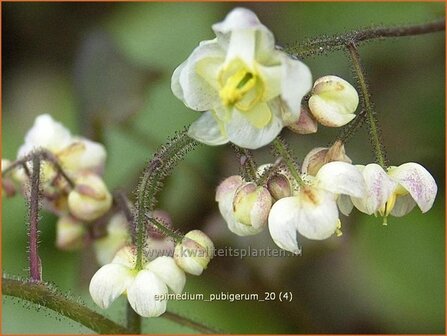 Epimedium pubigerum | Elfenbloem