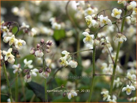 Epimedium pubigerum | Elfenbloem