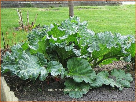 Rheum rhabarbarum | Rabarber