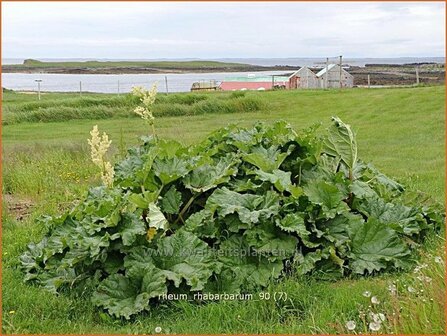 Rheum rhabarbarum | Rabarber