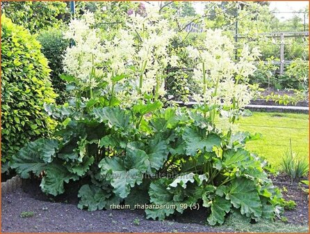 Rheum rhabarbarum | Rabarber