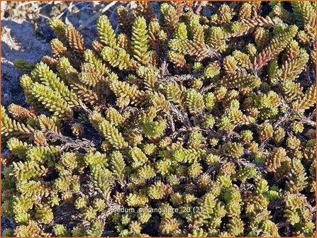 Sedum sexangulare | Zacht vetkruid