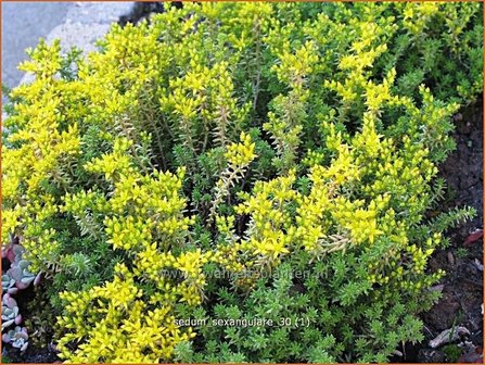 Sedum sexangulare | Zacht vetkruid