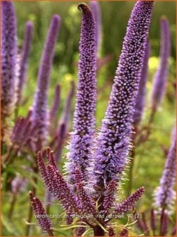 Veronicastrum sibiricum 'Red Arrows'