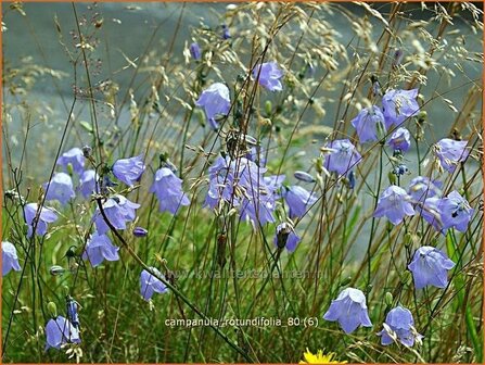 Campanula rotundifolia | Grasklokje, Klokjesbloem | Rundbl&auml;ttrige Glockenblume