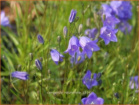 Campanula rotundifolia | Grasklokje, Klokjesbloem | Rundbl&auml;ttrige Glockenblume