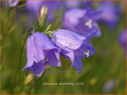 Campanula rotundifolia | Grasklokje, Klokjesbloem | Rundbl&auml;ttrige Glockenblume
