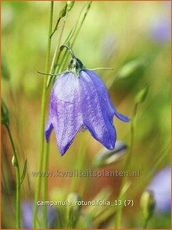 Campanula rotundifolia | Grasklokje, Klokjesbloem | Rundbl&auml;ttrige Glockenblume
