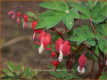 Dicentra spectabilis 'Valentine' | Gebroken hartje, Tranend hartje