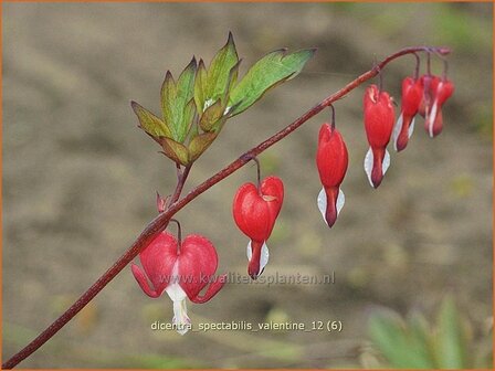 Dicentra spectabilis 'Valentine' | Gebroken hartje, Tranend hartje