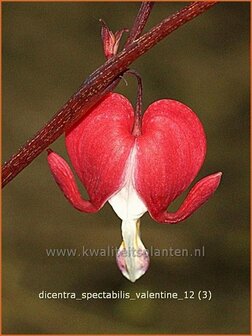 Dicentra spectabilis 'Valentine' | Gebroken hartje, Tranend hartje