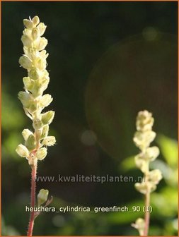 Heuchera cylindrica 'Greenfinch' | Purperklokje