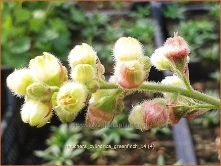 Heuchera cylindrica 'Greenfinch' | Purperklokje