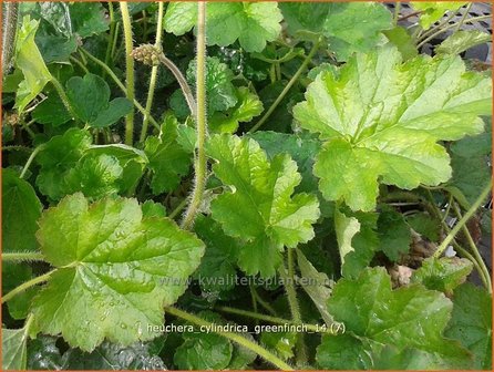 Heuchera cylindrica 'Greenfinch' | Purperklokje